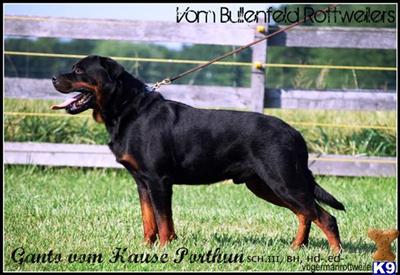 Dogs for Sale