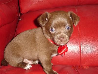 Puppies in NV