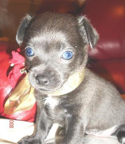 Puppies in NV