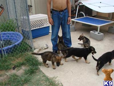 German Shepherd Puppies for Sale