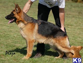 Stud Dogs in IL