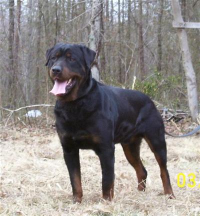 Dogs - Rottweiler