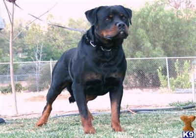 Stud Dogs - Rottweiler