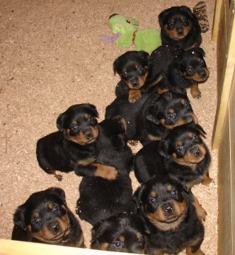 Puppies in EASTERN
