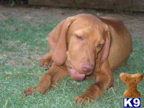 Vizsla Puppies for Sale