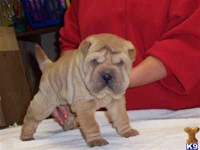 Puppies in KS