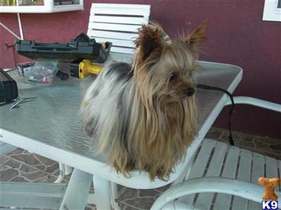 Stud Dogs - Yorkshire Terrier