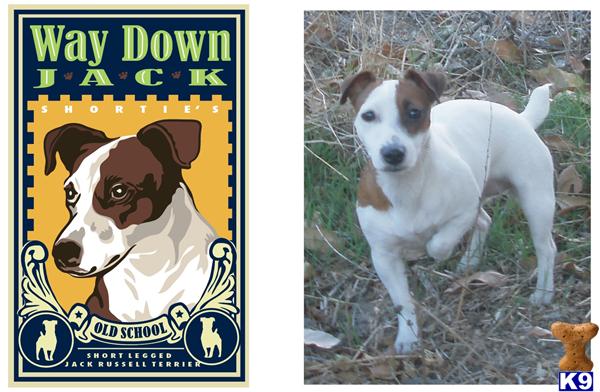 puddin jack russell
