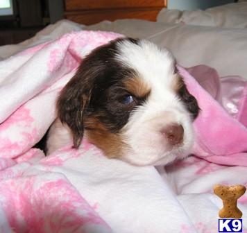 English Springer Spaniel Puppies for Sale
