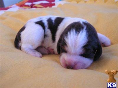 English Springer Spaniel Puppies for Sale