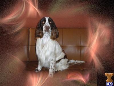 Stud Dogs - English Springer Spaniel