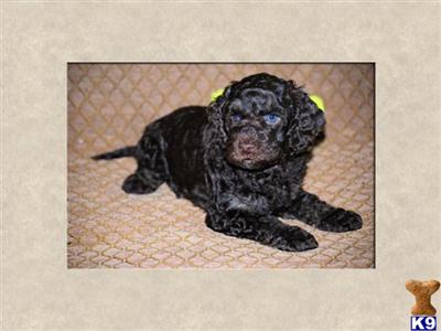 Australian Labradoodles Puppies for Sale