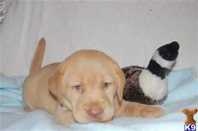 Puppies in MA