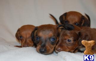 Puppies in MA
