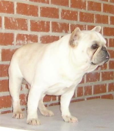 Stud Dogs - French Bulldog