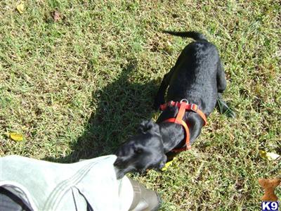 Belgian Malinois Puppies for Sale
