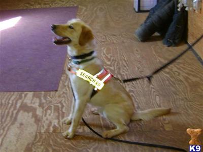 Dogs for Sale in NC