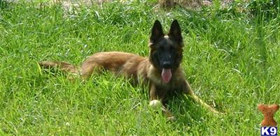 Dogs for Sale in NC