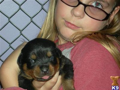Puppies in CA