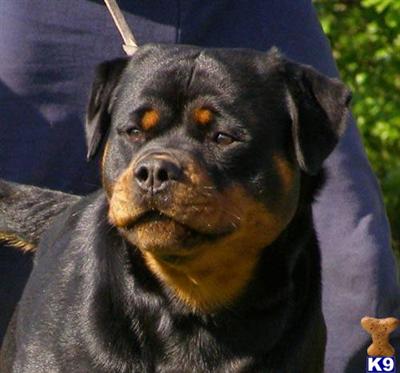 Stud Dogs - Rottweiler