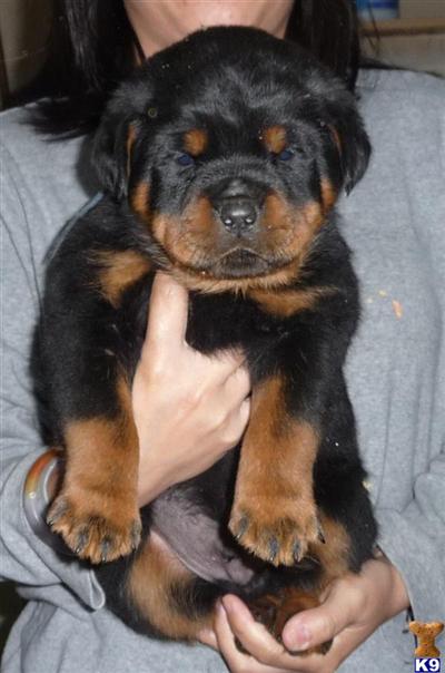 Rottweiler Puppies for Sale