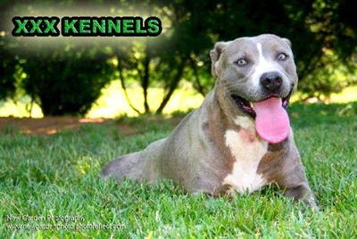 Dogs - American Pit Bull