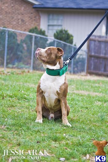 Stud Dog
