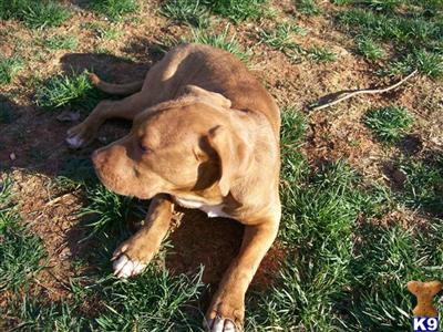 Dogs for Adoption