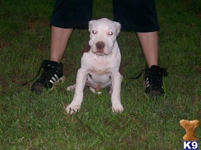 Puppies for Sale