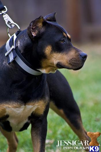 Dogs for Sale