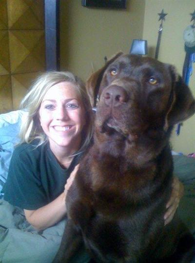 Stud Dogs - Labrador Retriever