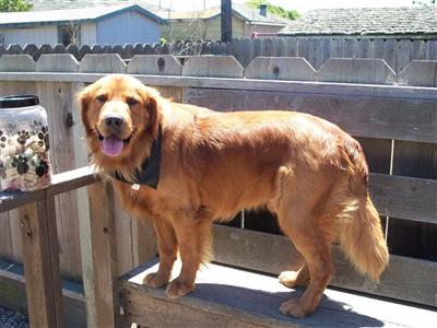 Stud Dogs - Golden Retriever