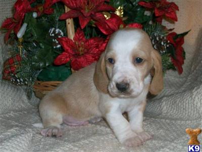 Basset Hound Puppies for Sale