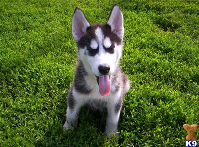 Siberian Husky Puppies for Sale