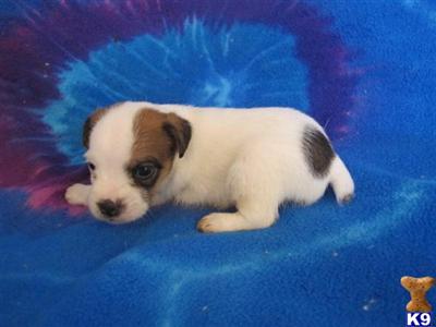 Puppies in KS