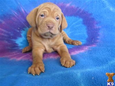 Puppies in KS