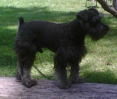 Dogs for Sale
