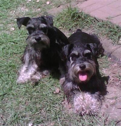 Dogs for Sale
