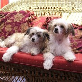 Dogs - Chinese Crested