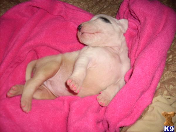 Dogo+argentino+puppies+for+sale+in+florida