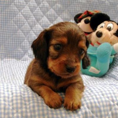 Dachshund Puppies for Sale