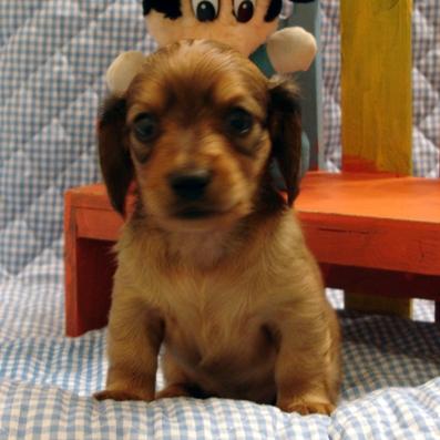 Dachshund Puppies for Sale