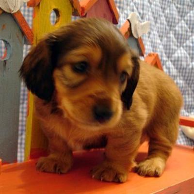 Dachshund Puppies for Sale
