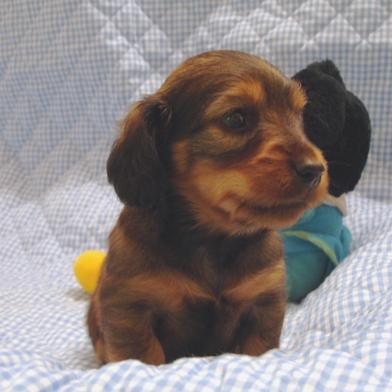 Dachshund Puppies for Sale