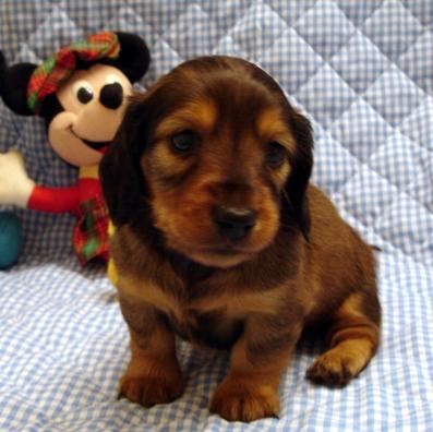 Dachshund Puppies for Sale