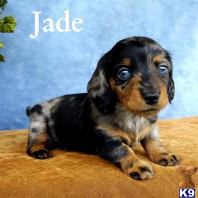 Puppies in LA