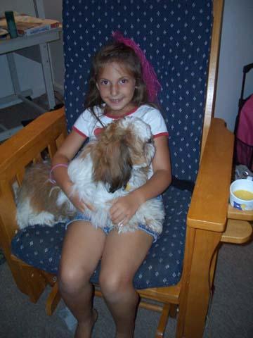 Stud Dogs - Shih Tzu