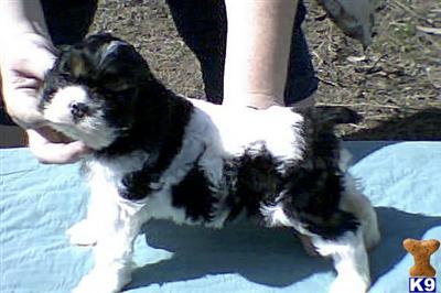 American Cocker Spaniel Puppies for Sale