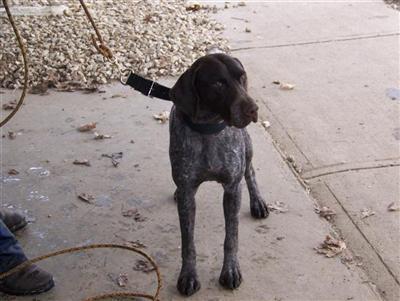 Stud Dogs in MI