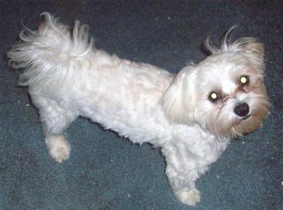 Dogs for Sale in OH